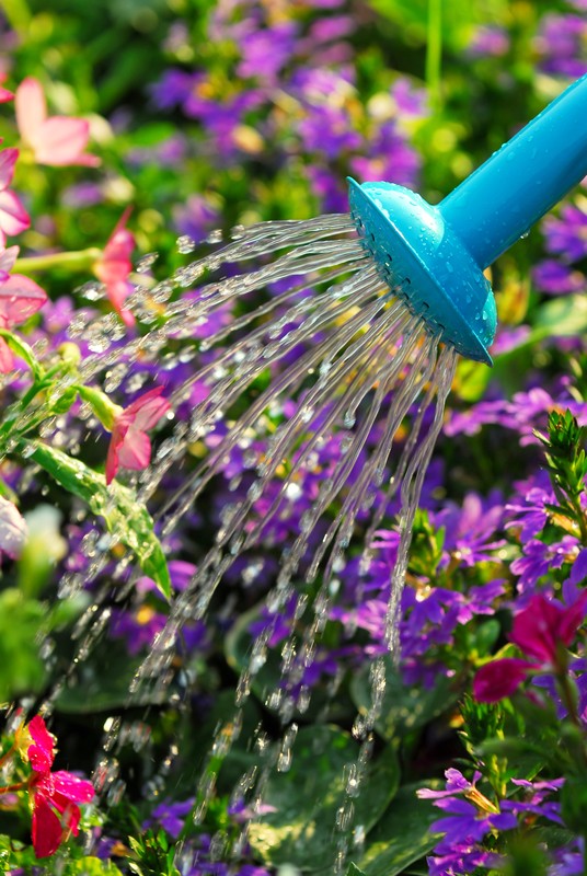 Going On Vacation? How To Water Plants While Away