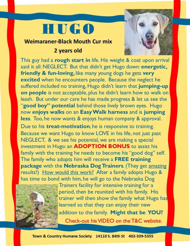 Hugo - Town and Country Humane Society - Husker Home Finder Team